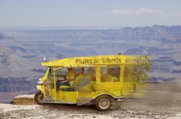 Mules_On_Wheels